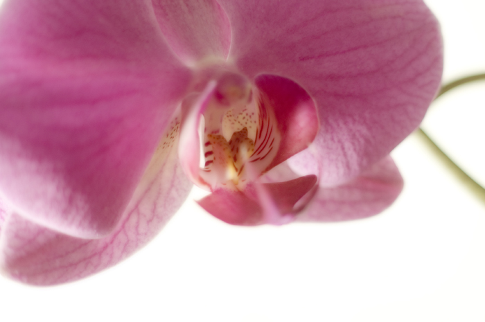 Orchid Inside